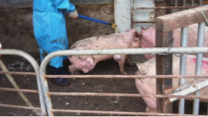 [ON AIR] 병들어 쓰러진 돼지가 최고급 바비큐라고?