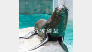 [수도권]서울-어린이대공원, 물개부부 ‘스와핑’