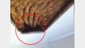 [영상] 꿀이 흐르는 집, 꿀이 비오듯 뚝뚝 떨어져 ‘경악’