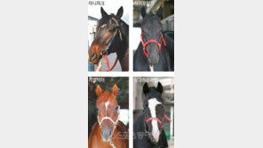 국내산 1군 최강마는 누구냐?