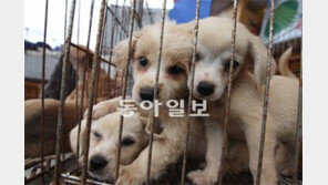 [O2/커버스토리]나는 똥개다