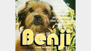 [O2/커버스토리]잡종스타 ‘벤지’ 유기견 100만 마리 입양시켜… ‘삼월이’는 전원일기 고정출연