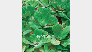 [O2/꽃과의 대화]수경재배 관엽식물 수돗물줘도 잘커요