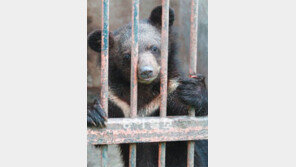 나는 ‘사형수’ 곰이랍니다