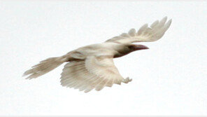 강원도 정선 일대 ‘흰까마귀 등장’ 신기해