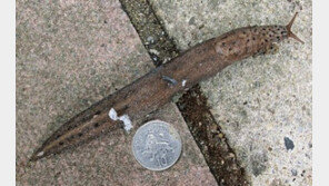 15cm 몬스터 달팽이 ‘화들짝’… “씨앗 50개씩 씹어 먹어!”