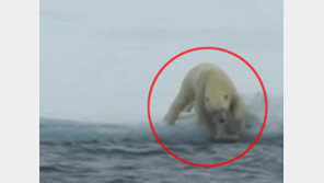 [영상] 아기곰 구하는 북극곰, “엄마가 있어서 다행이야”
