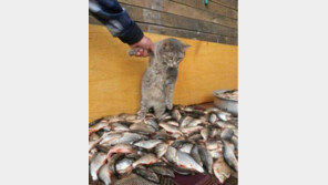 영혼 빠져나간 고양이, “의인화도 가지가지!”