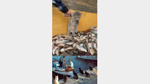 영혼 빠져나간 고양이 생선 앞에선 정신 놓네 