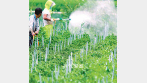 [부산/경남]“고추밭 병충해 막아라”