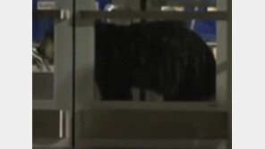 [영상] 백화점에 간 곰, 쇼핑하러 갔나?