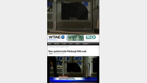 백화점에 간 곰 “유기농 꿀을 사러 갔나?”