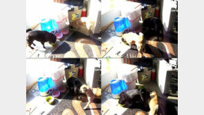 밥그릇 교환하는 강아지…‘정신없는데 귀여워’