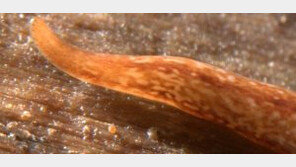 눈 60개 달린 신종 편형동물 발견