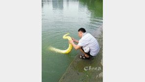 中 초대형 황금구렁이 등장 “공원 한복판에 구렁이라니”