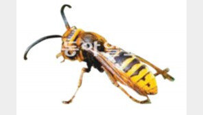 [광주/전남]말벌 공습!!!… 무더위 속 벌벌벌