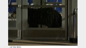 백화점에 간 곰…뭘 사러 간걸까? 결국 진정제 맞고 포획