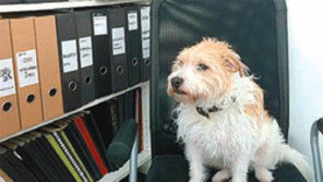 ‘오피스 도그’ 두는 기업 늘고 있다