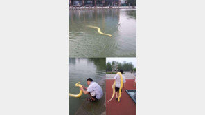 中 초대형 황금구렁이, “뱀도 주인을 알아봐?”