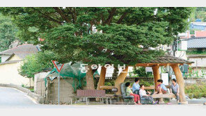 [부산/경남]폭염 막아주는 고마운 그늘