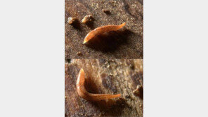 눈 60개 달린 동물 “그 많은 ‘눈’  어디에 사용할까?”