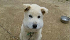 뱀에 물린 백구 ‘안타깝지만 귀여워’