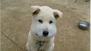 뱀에 물린 백구, “귀엽지만 안타까워… 얼마나 아플까?”