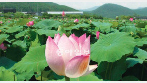 [부산/경남]폭염 속에 터뜨린 꽃망울