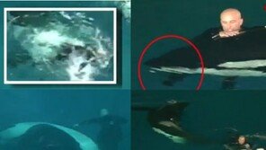 수족관 범고래, 조련사 갑자기 공격…발 물린 채 ‘죽음의 15분’