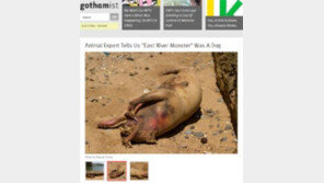 돼지 몸통에 쥐 얼굴…뉴욕 ‘괴물’ 사체에 기겁