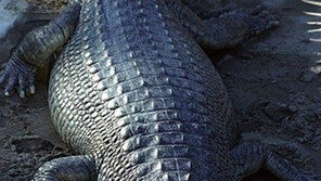 가장 만만한 악어…‘어떻게 이렇게 생길 수가’