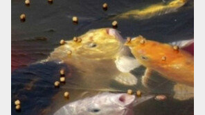 짜증난 물고기, 먹이 먹으려고 애써도…‘그림의 떡’ 