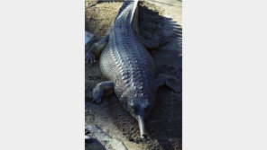 가장 만만한 악어, 주로 먹는 먹이는… “저 주둥이로?”