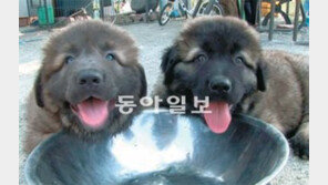 [TV 하이라이트]털북숭이 ‘오브차카’ 6마리