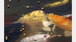 짜증난 물고기, “짜증나는거 알면서 놀리냐?”