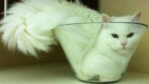 액체 고양이, “말도 잘 들을 것 같은데…”