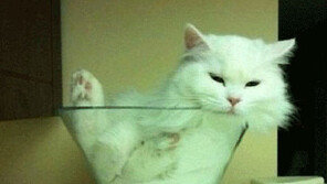 액체 고양이, 유리 그릇안에 쏙~ ‘유연성 대단하네’