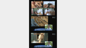 고양이 낳은 개 유전자 ‘거짓’… “미스터리한 출산?”