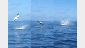 [영상] 9차례 공중제비 도는 360kg 청상아리