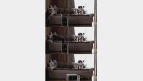 [영상] 허세 고양이, 멋지게 점프했지만… “개 앞에서 ‘개망신’”