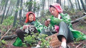 [TV 하이라이트]中샹그릴라 송이버섯 채집꾼
