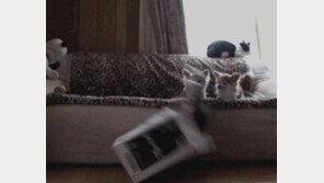 [영상] 허세 고양이, 점프하다 개 앞에서 ‘개망신’