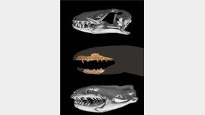 괴물 뱀 발견 ‘충격’… “먹이를 통째로 삼키는 능력은 없어”