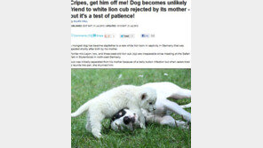 백사자 키우는 개 ‘모성애만큼 넘치는 부성애’