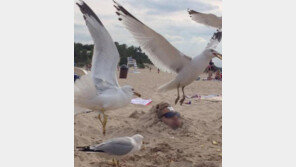 갈매기가 준 선크림, “피할 수 없다면 즐겨라!”