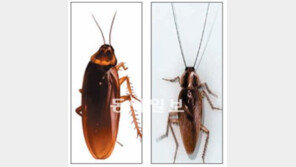 8월 바퀴벌레 트라우마