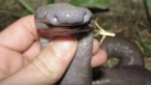 흐물흐물한 ‘장님 뱀’, 정체가 뭐야?