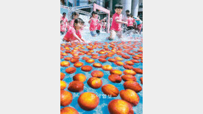 수영장에 복숭아가 주렁주렁