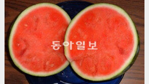 ‘씨없는 수박’ 오해와 진실