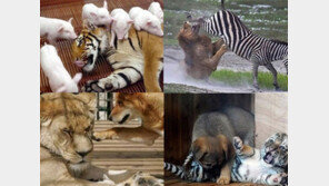 강자 약자 바뀐 예, 맹수들의 굴욕 ‘폭소’